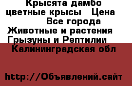 Крысята дамбо цветные крысы › Цена ­ 250 - Все города Животные и растения » Грызуны и Рептилии   . Калининградская обл.